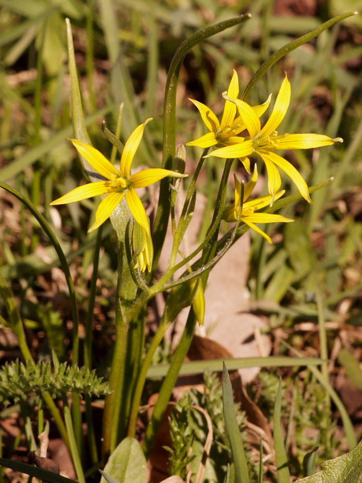 Image of Gagea minima specimen.