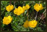 Trollius sibiricus