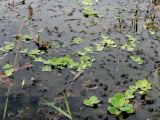 Pistia stratiotes