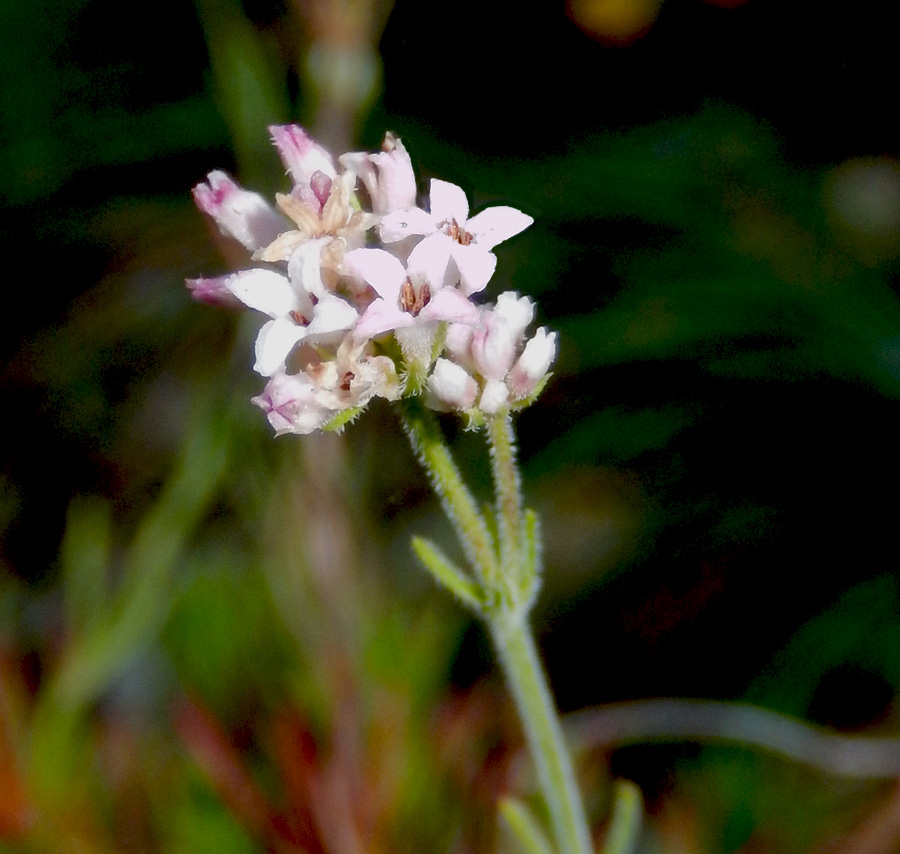 Изображение особи Asperula markothensis.