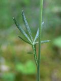 Cardamine dentata. Верхний стеблевой лист. Свердловская обл., окр. г. Североуральск, южная окраина Колонгинского водохранилища, болото. 26.06.2016.