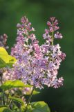 Syringa vulgaris. Соцветия. Черноморское побережье Кавказа, г. Новороссийск, в культуре. 20 апреля 2017 г.