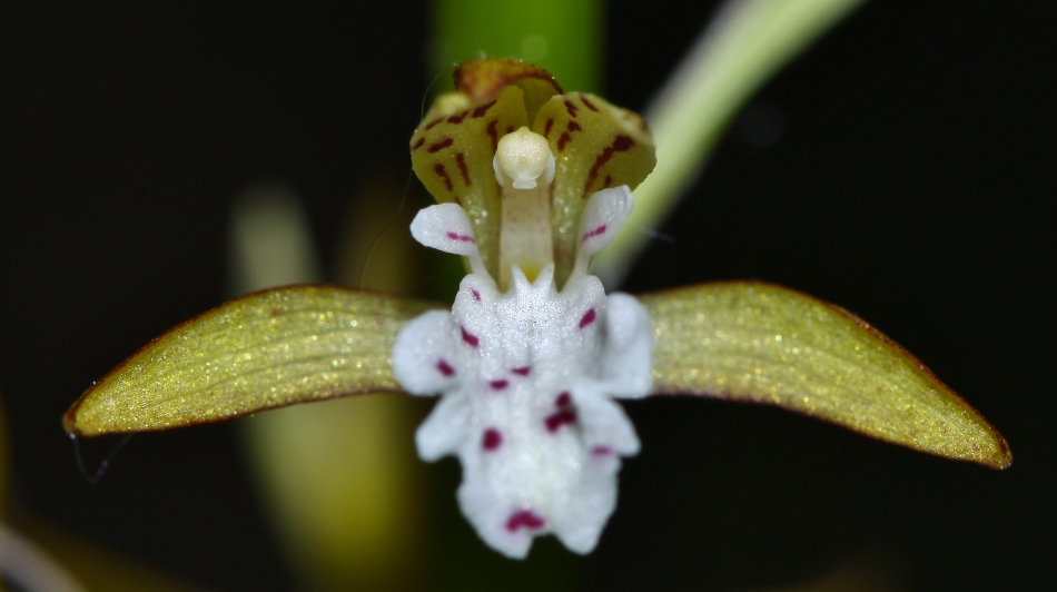 Image of Oreorchis patens specimen.