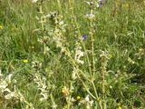 Salvia verbascifolia