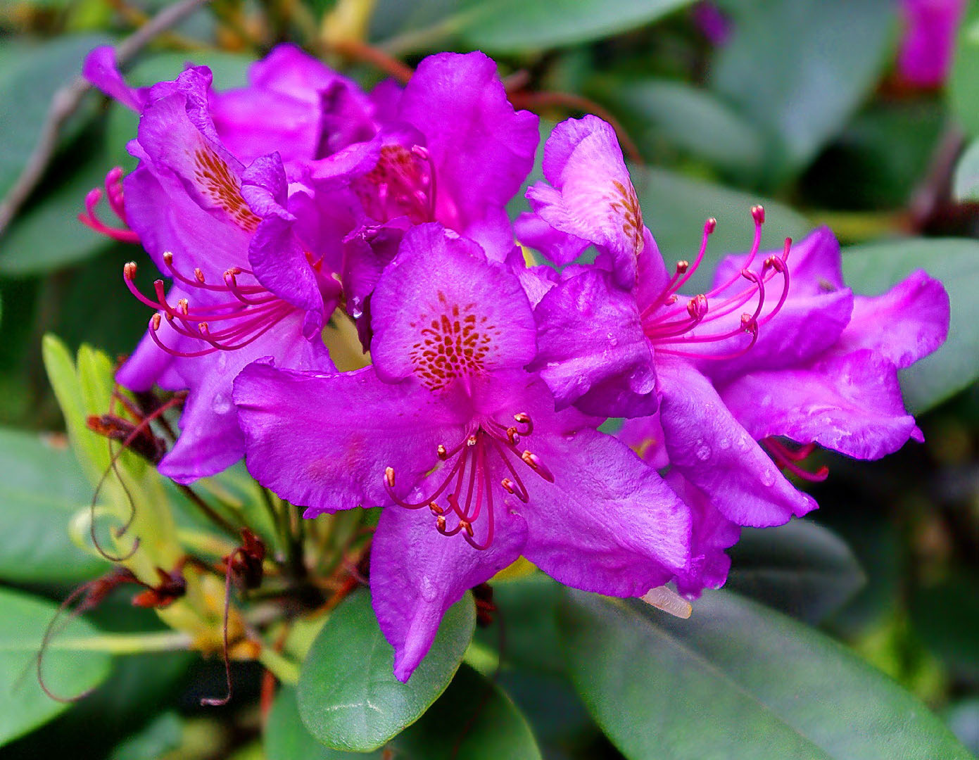 Изображение особи род Rhododendron.