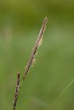 Carex lasiocarpa. Верхушка побега с мужскими соцветиями. Мурманская обл., Кольский р-н, окр. Ярнышной губы, побережье Гольцового озера, проточное мезотрофное болото. 02.08.2017.