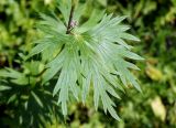 Aconitum maximum