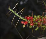 Cylindropuntia leptocaulis. Верхушка веточки с пролиферирующими побегами и плодами. Израиль, Шарон, г. Тель-Авив, ботанический сад \"Сад кактусов\". 16.11.2015.