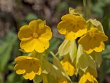 Primula macrocalyx