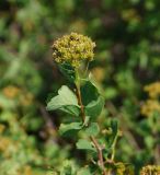 Spiraea trilobata