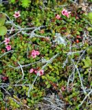 Loiseleuria procumbens