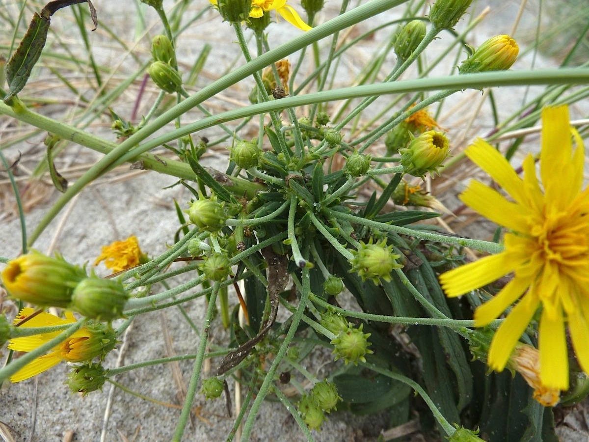 Image of Hieracium umbellatum var. dunale specimen.