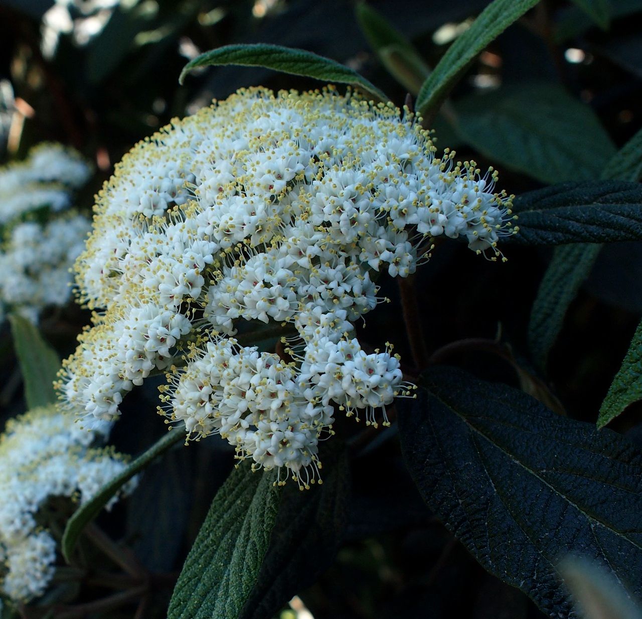 Изображение особи Viburnum rhytidophyllum.