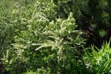 Spiraea hypericifolia