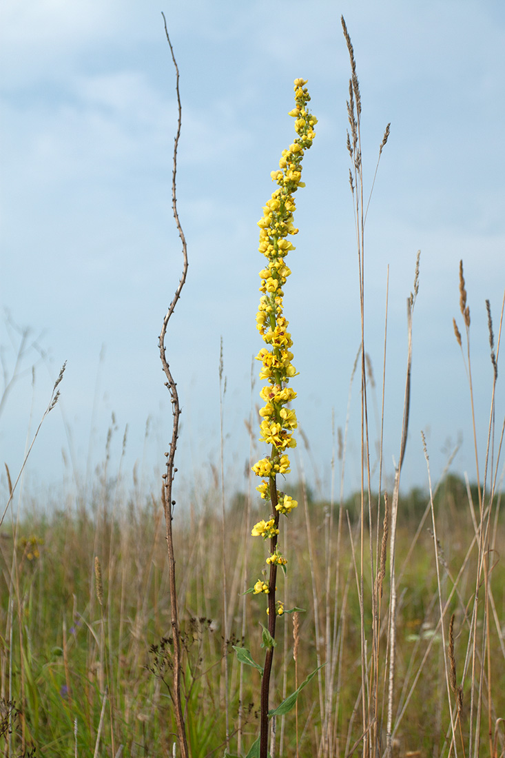 Изображение особи Verbascum nigrum.