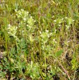 Parentucellia latifolia