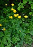 Trollius europaeus