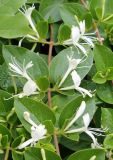 Lonicera japonica