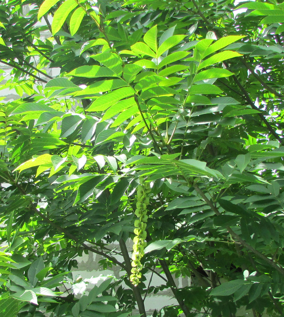 Изображение особи Pterocarya rhoifolia.