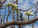 Pyrus caucasica. Часть ветви с соцветиями и молодыми листьями. Краснодарский край, м/о г. Новороссийск, гора Рябкова, ≈ 500 м н.у.м., опушка грабинниково-скальнодубового леса на скалистом склоне. 19.04.2020.