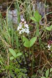 Menyanthes trifoliata