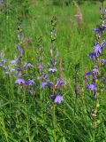 Lobelia sessilifolia