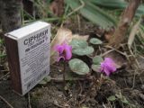 Cyclamen coum