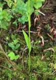 Platanthera tipuloides