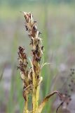 Dactylorhiza incarnata. Верхушки побегов с соплодиями. Ленинградская обл., Гатчинский р-н, окр. дер. Авколево, карьер \"Елизаветино\", сыроватый разнотравный луг на месте выработки известняка. 30.08.2020.