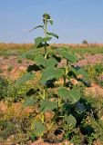 Helianthus annuus. Расцветающее растение. Московская обл., окр. г. Железнодорожный, залежь. 15.08.2021.