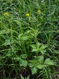 Geum aleppicum