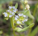 Valerianella costata. Цветки и плоды. Восточный Крым, хр. Биюк-Янышар, каменистая степь. 25 апреля 2021 г.