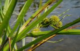 Sparganium microcarpum. Верхушка плодоносящего побега. Пермский край, Ординский р-н, окр. с. Карьево, дол. р. Ирень, мелководье у берега. 6 августа 2022 г.