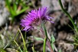 Erigeron venustus