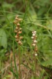 Pyrola minor