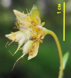 Waldsteinia ternata ssp. maximowicziana