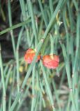 Ephedra monosperma