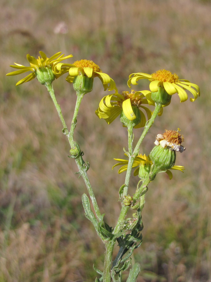 Изображение особи Senecio tauricus.