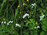 Myosotis palustris