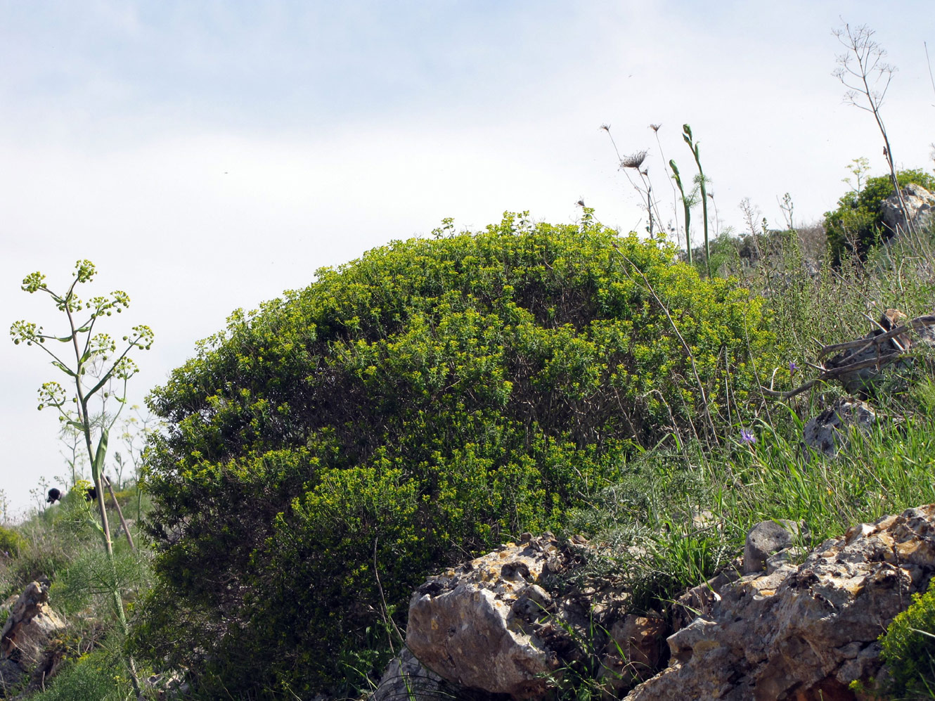 Изображение особи Euphorbia hierosolymitana.