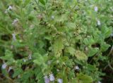 Teucrium scordioides