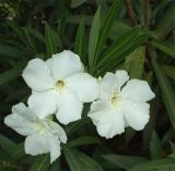 Nerium oleander. Цветки и листья. Израиль, г. Беэр-Шева, городское озеленение. Ноябрь 2012 г.