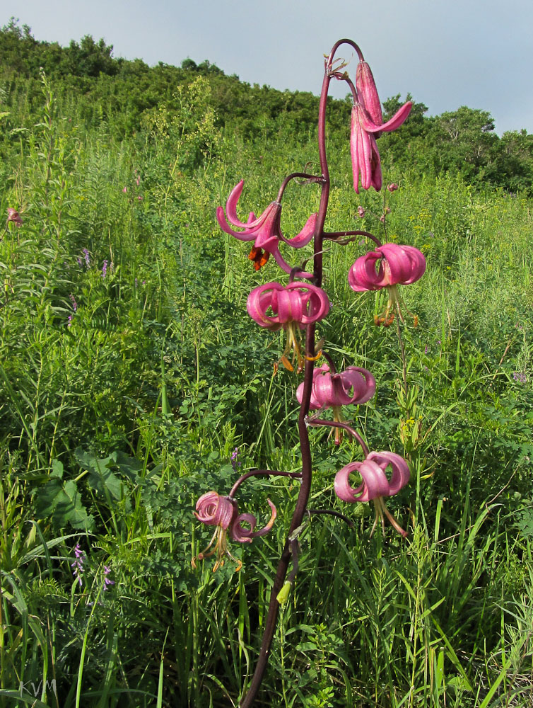 Изображение особи Lilium martagon.