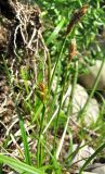 Carex michelii