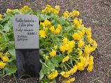 Caltha palustris. Цветущее растение (f. \"flore plena\"). Швеция, Уппсала, Сад Линнея. 6 мая 2009 г.