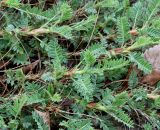 Astragalus sempervirens