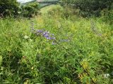 Delphinium dasycarpum