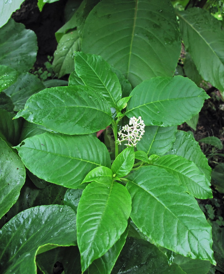 Изображение особи Phytolacca acinosa.