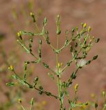 Hypericum triquetrifolium