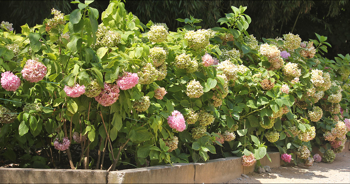 Изображение особи Hydrangea macrophylla.